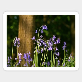 Bluebell Wood Sticker